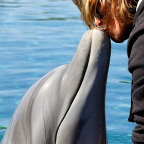 Поцелуй дельфина